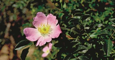 A Torrevecchia (CH) nasce il “Giardino di Roberta”. Un giardino dedicato ai malati oncologici.